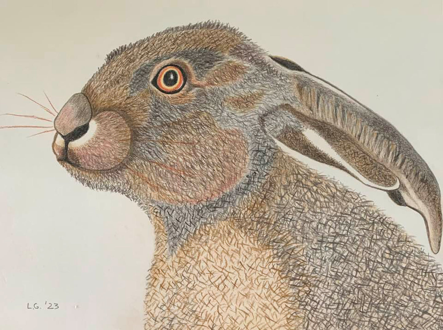 Hare