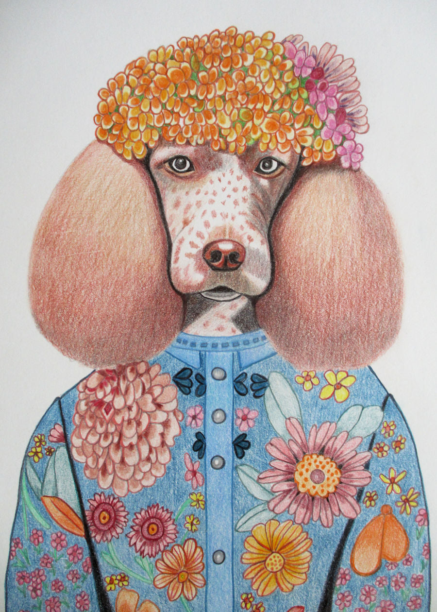 Poodle Wearing Blue Sweater