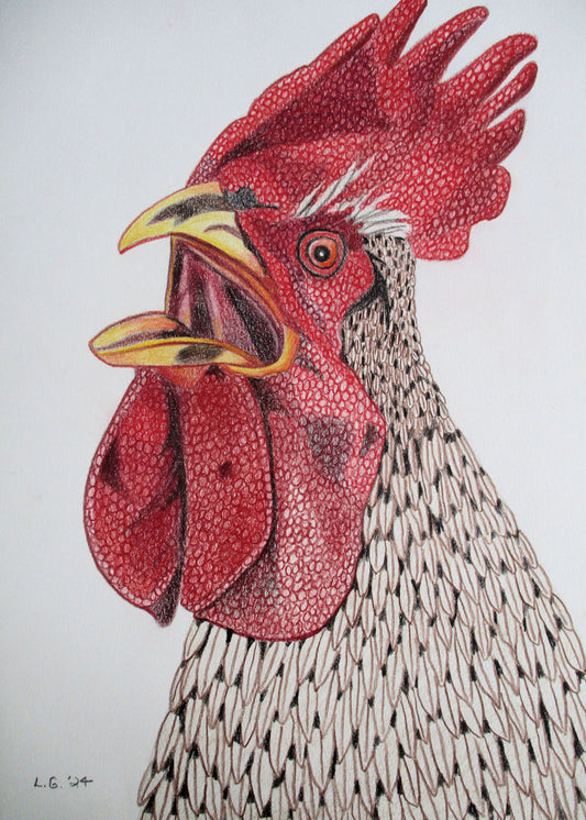 Rooster Crowing