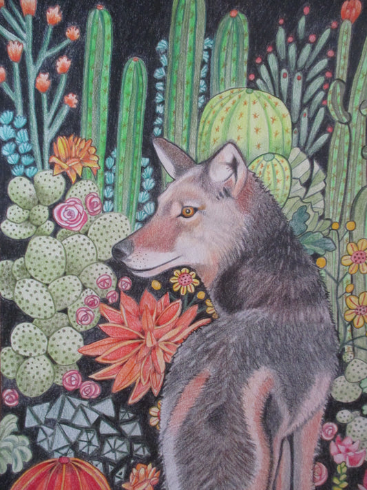 Nocturnal Coyote